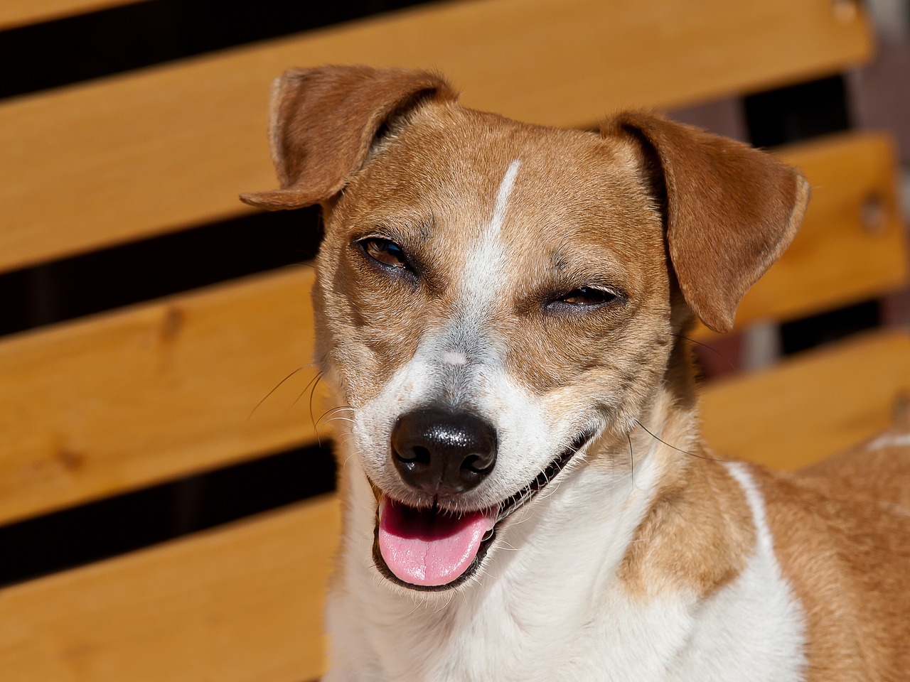 Il mio cane è felice